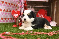 Chloe, a female Miniature Bernedoodle for sale in Arthur, IL – Photo 4 of 6