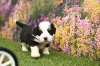 Chloe, a female Miniature Bernedoodle for sale in Arthur, IL – Photo 2 of 6