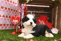 Chloe, a female Miniature Bernedoodle for sale in Arthur, IL – Photo 1 of 6