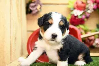 Clara, a female Miniature Bernedoodle for sale in Arthur, IL – 4 of 7