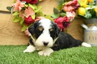 Bailey, a female Miniature Bernedoodle for sale in Arthur, IL – Photo 3 of 6