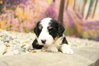 Bailey, a female Miniature Bernedoodle for sale in Arthur, IL – Photo 4 of 6