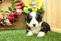 Bailey, a female Miniature Bernedoodle for sale in Arthur, IL – Photo 1 of 6
