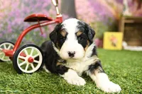 Bailey, a female Miniature Bernedoodle for sale in Arthur, IL – Photo 2 of 6