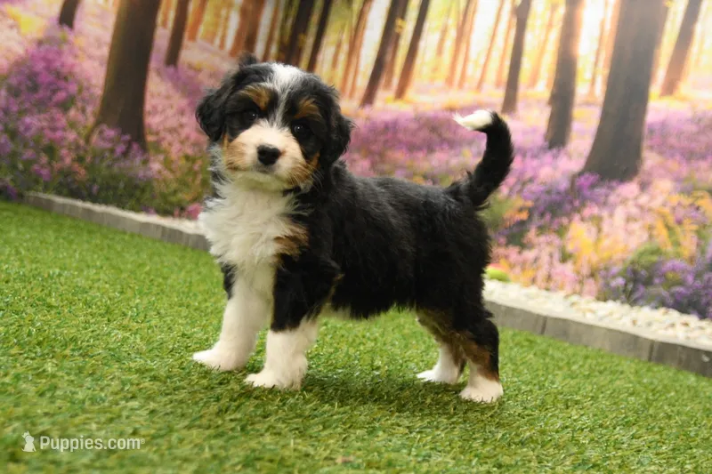 Harper – Miniature Bernedoodle puppy for sale in Arthur, IL