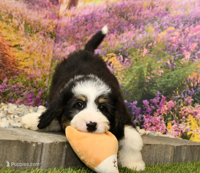 Jimmy – Miniature Bernedoodle puppy for sale in Arthur, IL