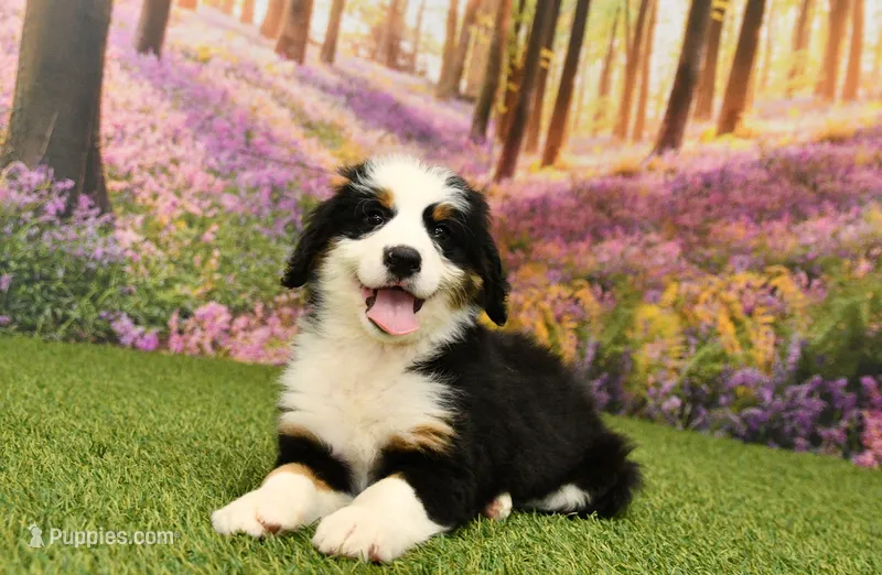 Jack – Miniature Bernedoodle puppy for sale in Arthur, IL
