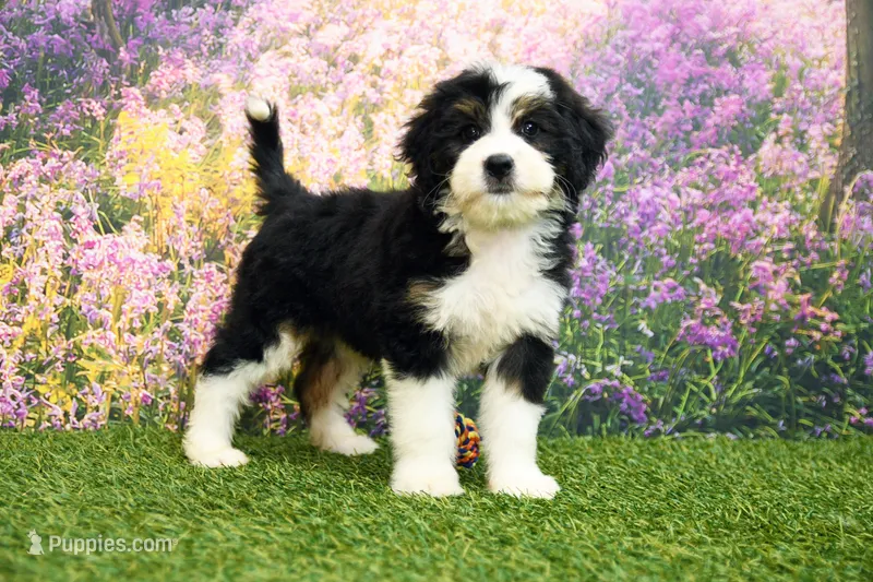 Katie – Miniature Bernedoodle puppy for sale in Arthur, IL
