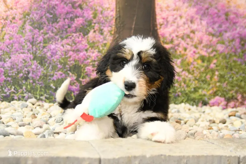 Cora – Miniature Bernedoodle puppy for sale in Arthur, IL