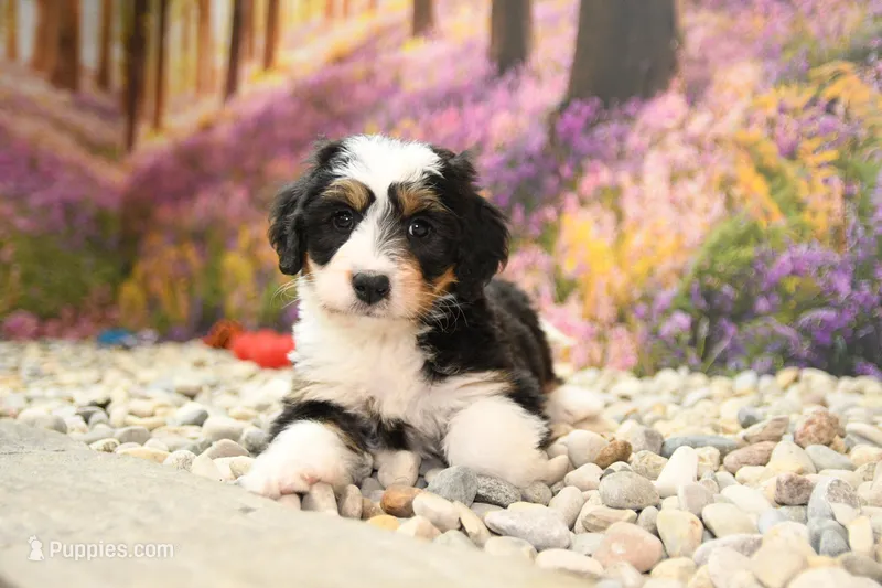 Cora – Miniature Bernedoodle puppy for sale in Arthur, IL