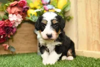 Cora, a female Miniature Bernedoodle for sale in Arthur, IL – Photo 4 of 6