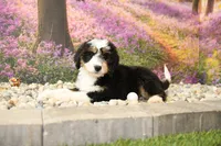 Cora, a female Miniature Bernedoodle for sale in Arthur, IL – 4 of 6