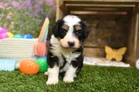 Cora, a female Miniature Bernedoodle for sale in Arthur, IL – Photo 3 of 6