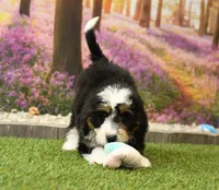 Cora, a female Miniature Bernedoodle for sale in Arthur, IL – 2 of 6