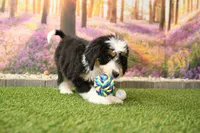 Cora, a female Miniature Bernedoodle for sale in Arthur, IL – 3 of 6