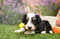 Cora, a female Miniature Bernedoodle for sale in Arthur, IL – Photo 2 of 6