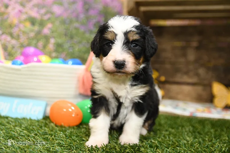 Cora – Miniature Bernedoodle puppy for sale in Arthur, IL