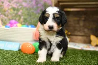 Cora, a female Miniature Bernedoodle for sale in Arthur, IL – Photo 1 of 6