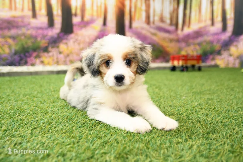 Kaya – Miniature Bernedoodle puppy for sale in Arthur, IL