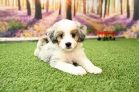 Kaya, a female Miniature Bernedoodle for sale in Arthur, IL – 1 of 7