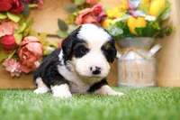 Jack, a male Miniature Bernedoodle for sale in Arthur, IL – 6 of 9
