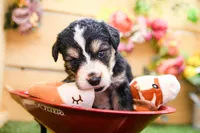 Juniper, a female Miniature Bernedoodle for sale in Arthur, IL – 6 of 7