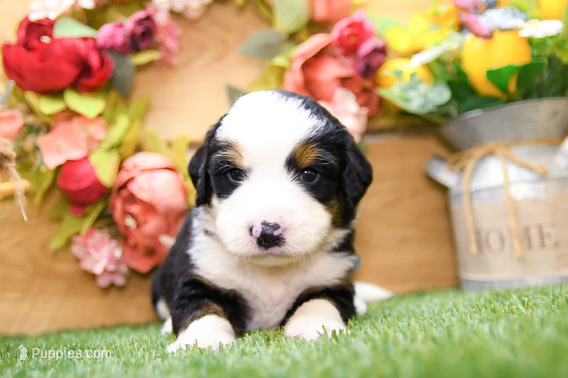 Jack – Miniature Bernedoodle puppy for sale in Arthur, IL