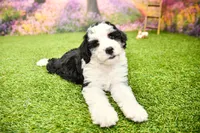 Cora, a female Miniature Bernedoodle for sale in Arthur, IL – 6 of 9