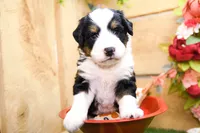 Jonah, a male Miniature Bernedoodle for sale in Arthur, IL – 4 of 6