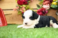 Cora, a female Miniature Bernedoodle for sale in Arthur, IL – 4 of 10