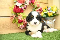 River, a male Miniature Bernedoodle for sale in Arthur, IL – 3 of 7