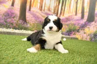 River, a male Miniature Bernedoodle for sale in Arthur, IL – 5 of 7