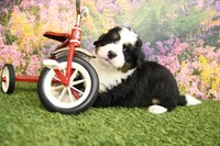 River, a male Miniature Bernedoodle for sale in Arthur, IL – 2 of 7