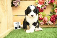 River, a male Miniature Bernedoodle for sale in Arthur, IL – 4 of 7
