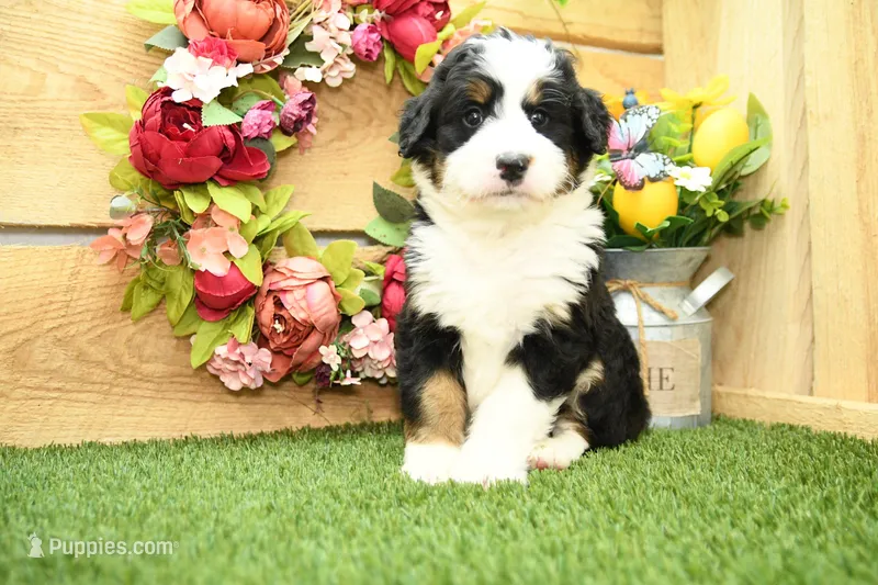 River – Miniature Bernedoodle puppy for sale in Arthur, IL