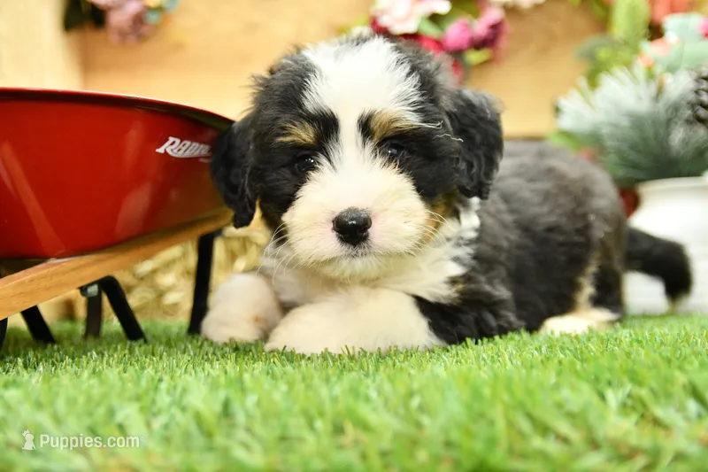 Jesse – Miniature Bernedoodle puppy for sale in Arthur, IL