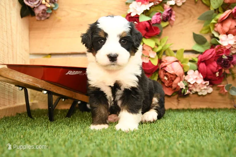 Knox – Miniature Bernedoodle puppy for sale in Arthur, IL