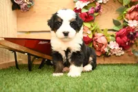 Knox, a male Miniature Bernedoodle for sale in Arthur, IL – 1 of 7