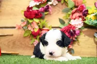 Cora, a female Miniature Bernedoodle for sale in Arthur, IL – 6 of 10