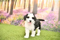 Cora, a female Miniature Bernedoodle for sale in Arthur, IL – 4 of 9
