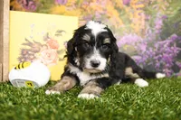 Peyton, a male Miniature Bernedoodle for sale in Arthur, IL – Photo 2 of 6