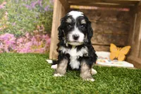 Peyton, a male Miniature Bernedoodle for sale in Arthur, IL – Photo 1 of 6