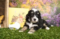 Peyton, a male Miniature Bernedoodle for sale in Arthur, IL – Photo 4 of 6