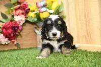 Peyton, a male Miniature Bernedoodle for sale in Arthur, IL – Photo 3 of 6