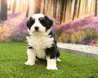 Cooper, a male Miniature Bernedoodle for sale in Arthur, IL – Photo 4 of 6