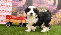 Cooper, a male Miniature Bernedoodle for sale in Arthur, IL – Photo 3 of 6