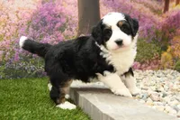 Cooper, a male Miniature Bernedoodle for sale in Arthur, IL – Photo 2 of 6