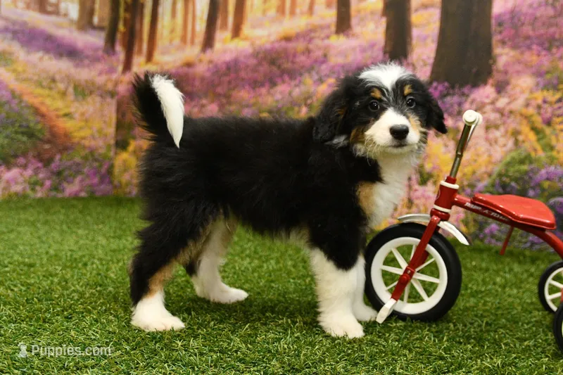Jett – Miniature Bernedoodle puppy for sale in Arthur, IL