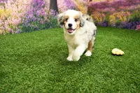 Kaya, a female Miniature Bernedoodle for sale in Arthur, IL – 4 of 7