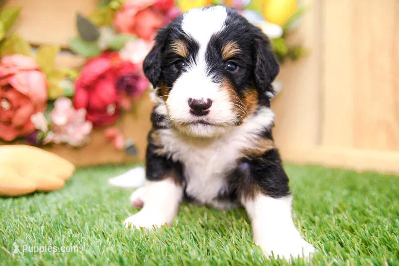 Jett – Miniature Bernedoodle puppy for sale in Arthur, IL